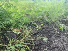 Erythrodiplax funerea