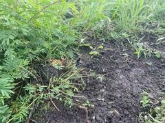 Erythrodiplax funerea