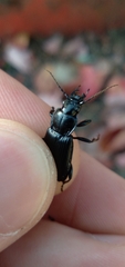 Pterostichus melanarius