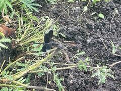 Erythrodiplax funerea