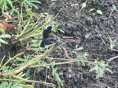 Erythrodiplax funerea