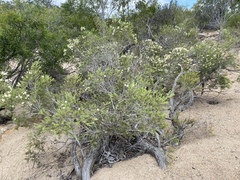 Melaleuca trichostachya