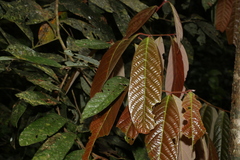 Cryptocarya mackinnoniana