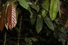 Cryptocarya mackinnoniana