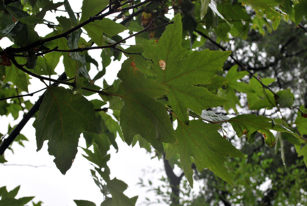 Western Sycamore (Riverside Citizen Science Flora) · iNaturalist