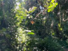 Micrathena duodecimspinosa