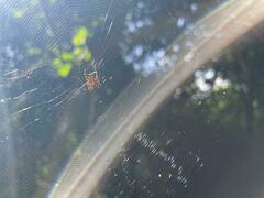 Micrathena duodecimspinosa