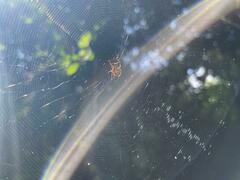 Micrathena duodecimspinosa