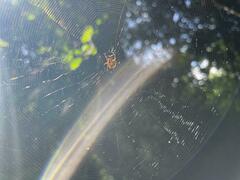 Micrathena duodecimspinosa