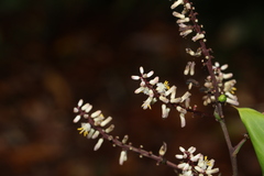 Cordyline murchisoniae
