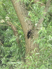 Dendrocopos major