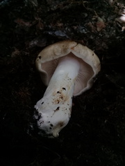 Russula foetens