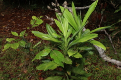 Cordyline murchisoniae