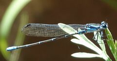 Argia ulmeca
