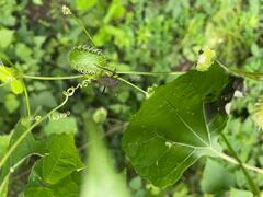 Leptoglossus gonagra