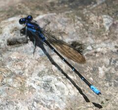Argia ulmeca