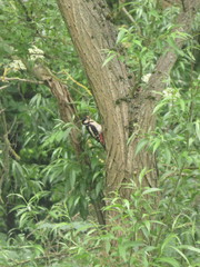 Dendrocopos major
