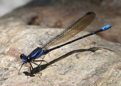 Argia ulmeca