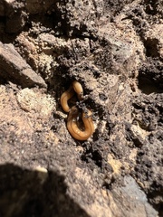 Bipalium adventitium