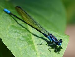 Argia ulmeca