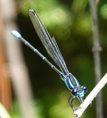 Argia ulmeca