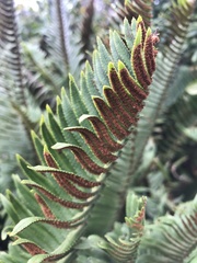 Polystichum munitum