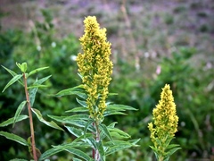 Solidago elongata