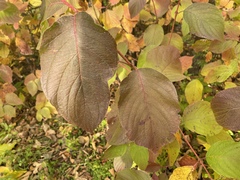 Cornus rugosa