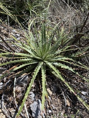 Hechtia glomerata
