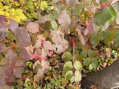 Cornus rugosa