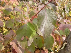 Cornus rugosa