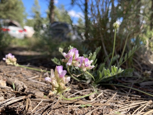 Image of Astragalus gilensis by (c) Anders Hastings, some rights reserved (CC BY)
