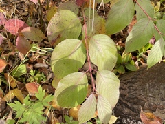 Cornus rugosa