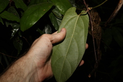 Aristolochia deltantha