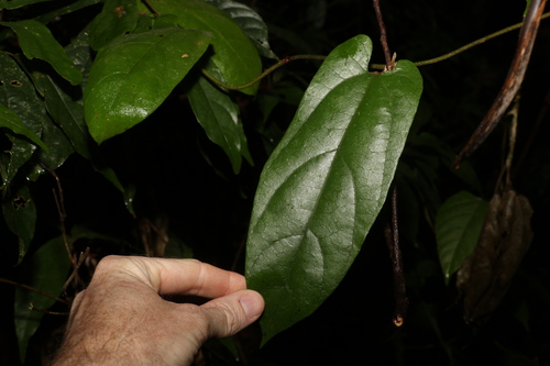 Cairns Birdwing Butterfly plant (Aristolochia australopithecurus)