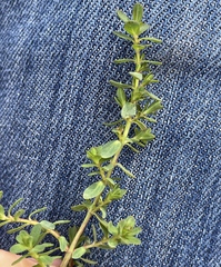 Hypericum perforatum