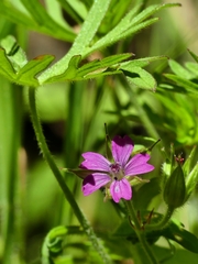 Geranium dissectum