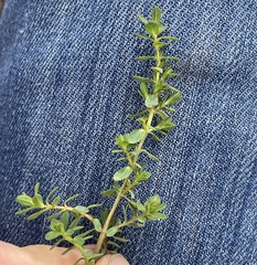 Hypericum perforatum