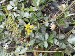 Melilotus officinalis