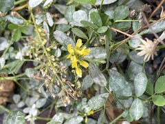 Melilotus officinalis