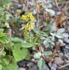 Melilotus officinalis