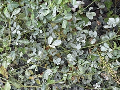 Melilotus officinalis