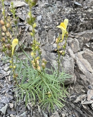 Linaria vulgaris