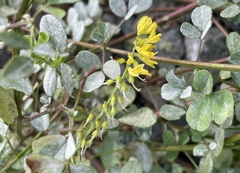 Melilotus officinalis