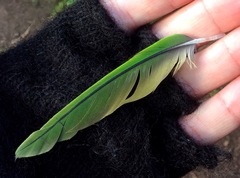 Psittacara erythrogenys