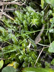 Pallavicinia