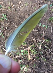 Psittacara erythrogenys