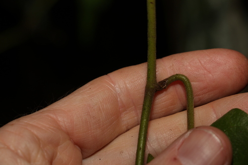 Image of Aristolochia australopithecurus by (c) Greg Tasney, some rights reserved (CC BY-SA)