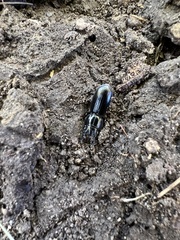 Scarites subterraneus