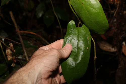 Image of Aristolochia australopithecurus by (c) Greg Tasney, some rights reserved (CC BY-SA)